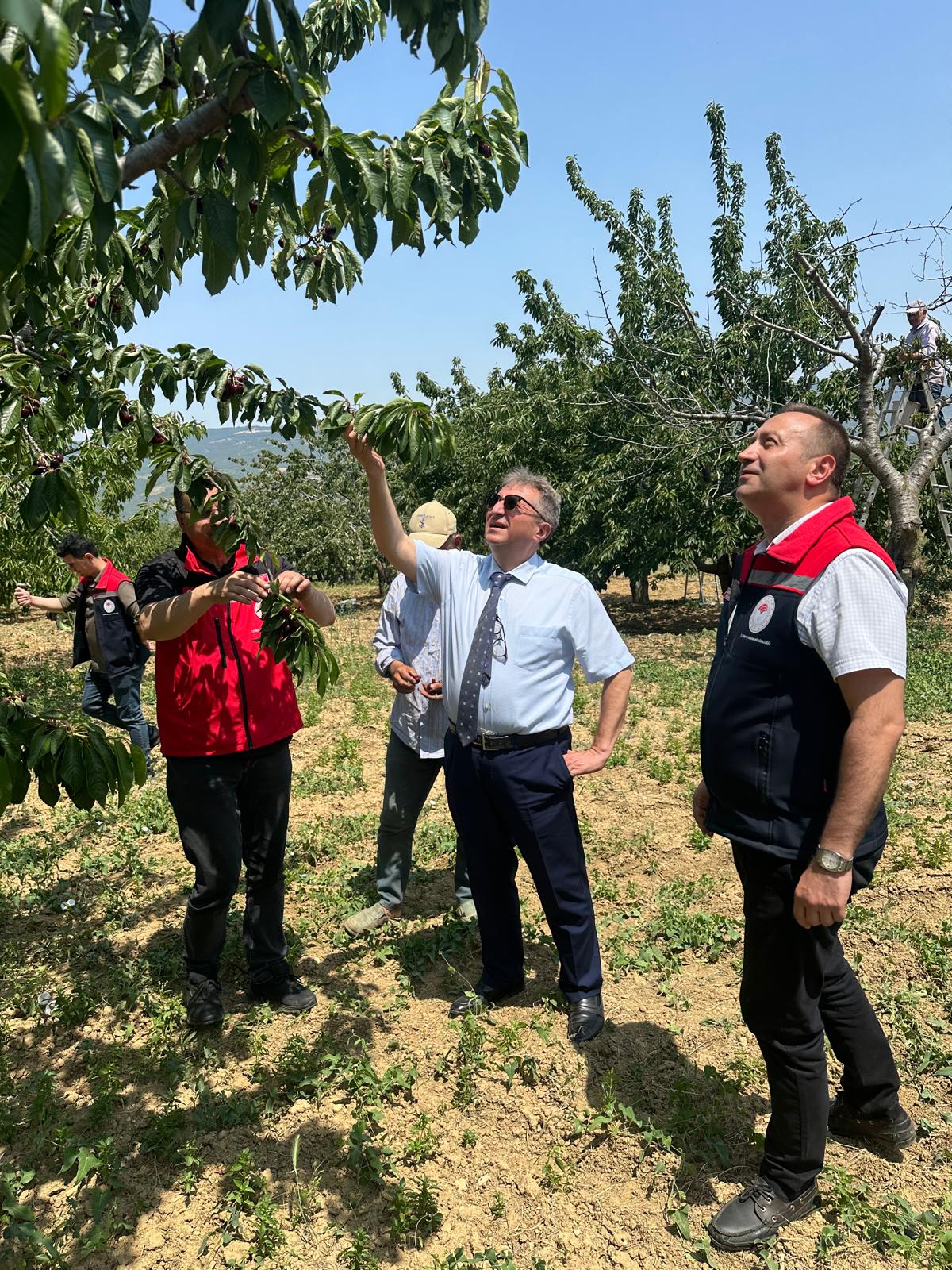 Kaymakamımız Sayın Dr. Ahmet Naci HELVACI Kirazlı Mahallemizde Düzenlenen Kiraz Hasadına Katıldı